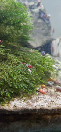 Red Rili (Neocaridina shrimp)