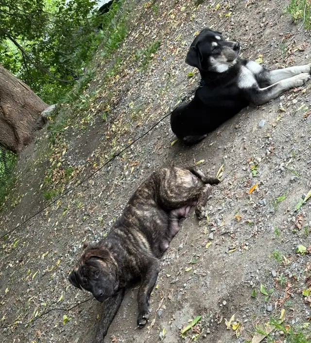 Puppies for sale in Dogs & Puppies for Rehoming in Sudbury - Image 3