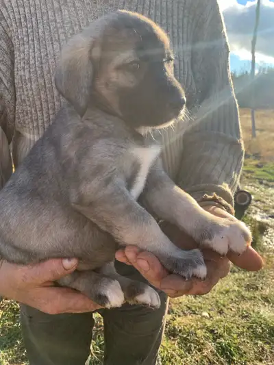 Great Pyraneese and Labrador puppies, View more