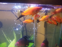 Swordtail aquarium fish  10 ps