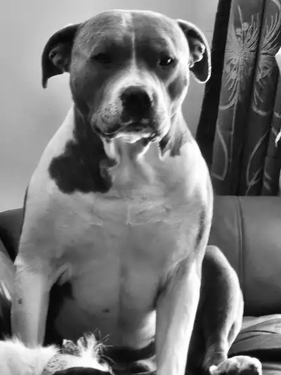 Pitbull male a vendre, View more
