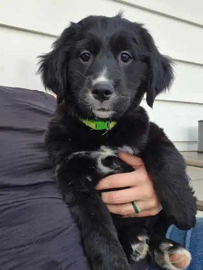 Health-Tested Golden Mountain Dog Puppies – Ready January 2026, View more