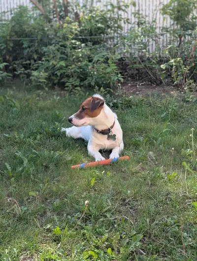 Accouplement de Jack Russell Terriers, View more