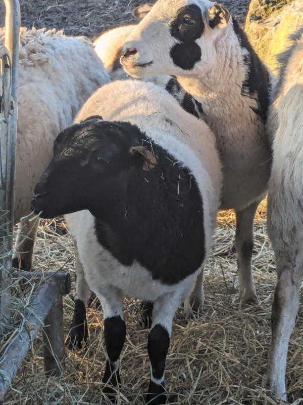Dorper Katahdin Hair sheep lambs in Livestock in Chilliwack - Image 3
