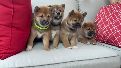 Purebred Shiba Inu Puppies Vaccinated, Microchipped & Home Raise, View more