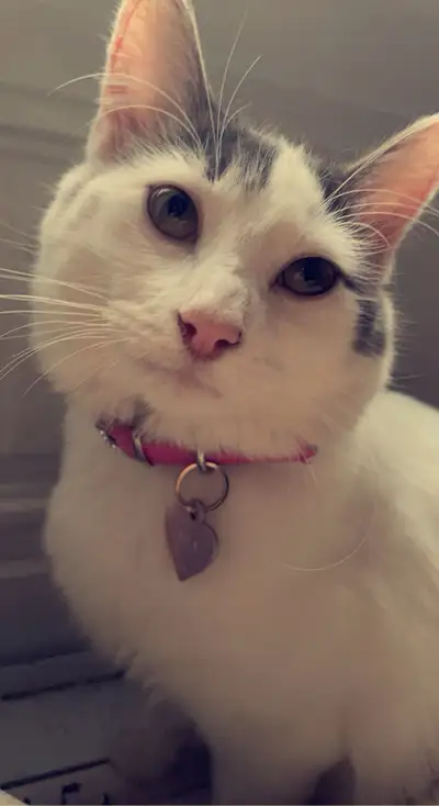 URGENT chatte 1 ans et demi adoption, View more