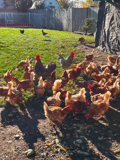 Chickens For Sale, View more