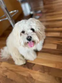8 month old Shihpoo for rehoming