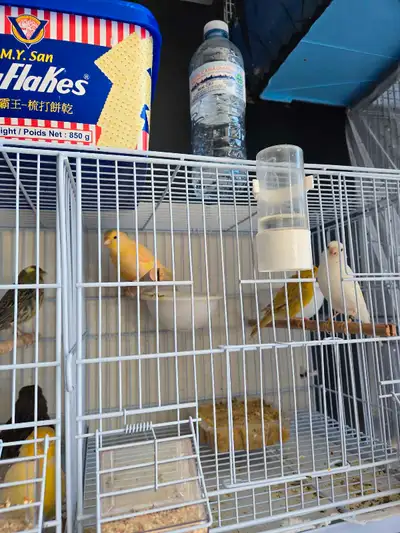 canary breading birds for sale, View more