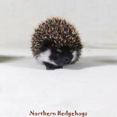Pedigreed Hedgehog Babies from Ethical Breeder, View more