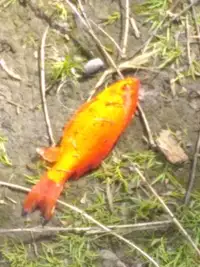 Pond gold fish for sale