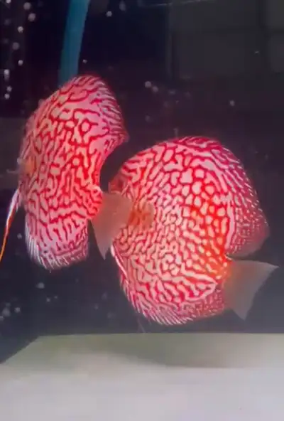 DISCUS PIGEON RED, View more