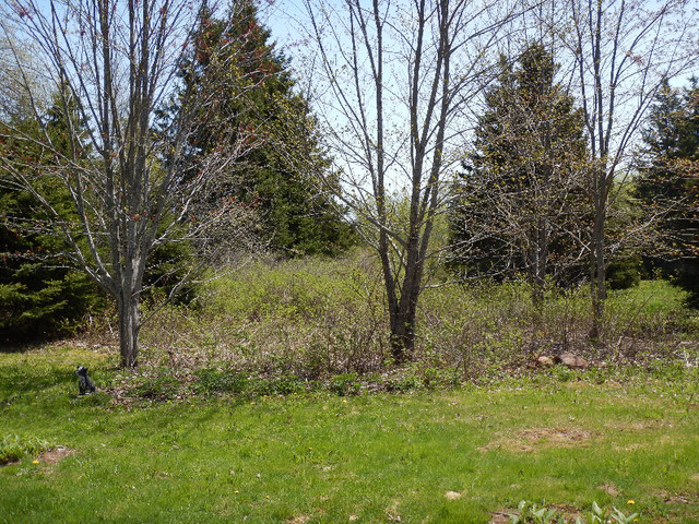 10-25 ORGANIC ACRES WITH POND AND HOMESITE in Land for Sale in Charlottetown - Image 2