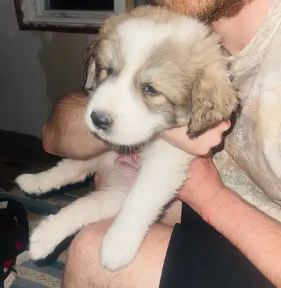 Chiot a vendre, View more