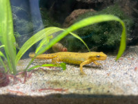 Eastern newt wanted!!!! (Recherche triton vert) 