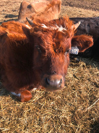 Ayrshires à vendre/Ayrshires for sale