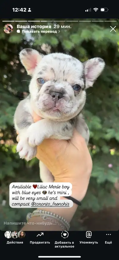 CKC mini French bulldog puppy, View more