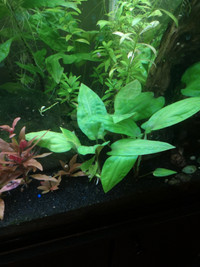 Cryptocoryne Pontederiifolia