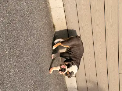 English Bulldog  Female, View more