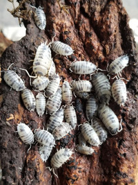Isopods and Springtails