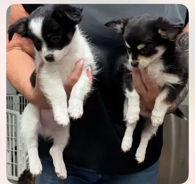 Pure Race 2 magnifiques Males  Chihuahuas à Poils Longs, View more