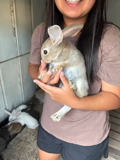 new zealand rabbits need rehome. 10 rabbits - 4 weeks old and 4 rabbits (6-8 weeks old). Need to reh...