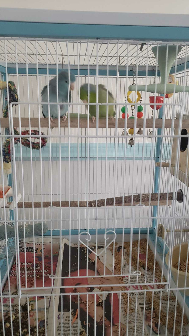 Mexican parrotlets in Birds for Rehoming in Edmonton - Image 4