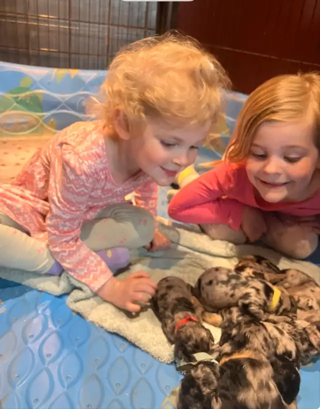 New Merle  medium doodles  born April 11 in Dogs & Puppies for Rehoming in Owen Sound - Image 8