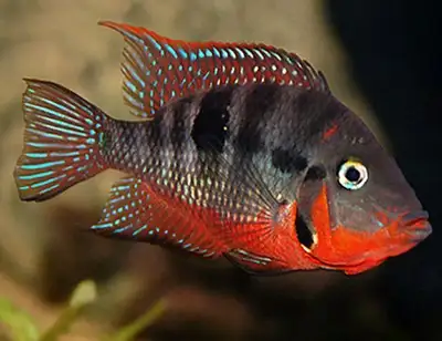 My beautiful Firemouth Cichlid pair gave birth recently. I'm selling some of the baby frys to anyone...