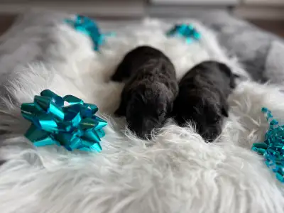 chiot Bouvier des Flandres, View more