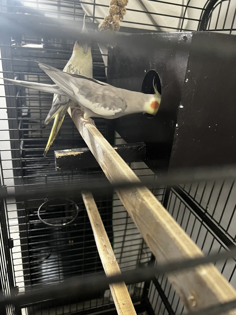 Bronze Fallow Cockatiel breeding pair with the large cage Birds for