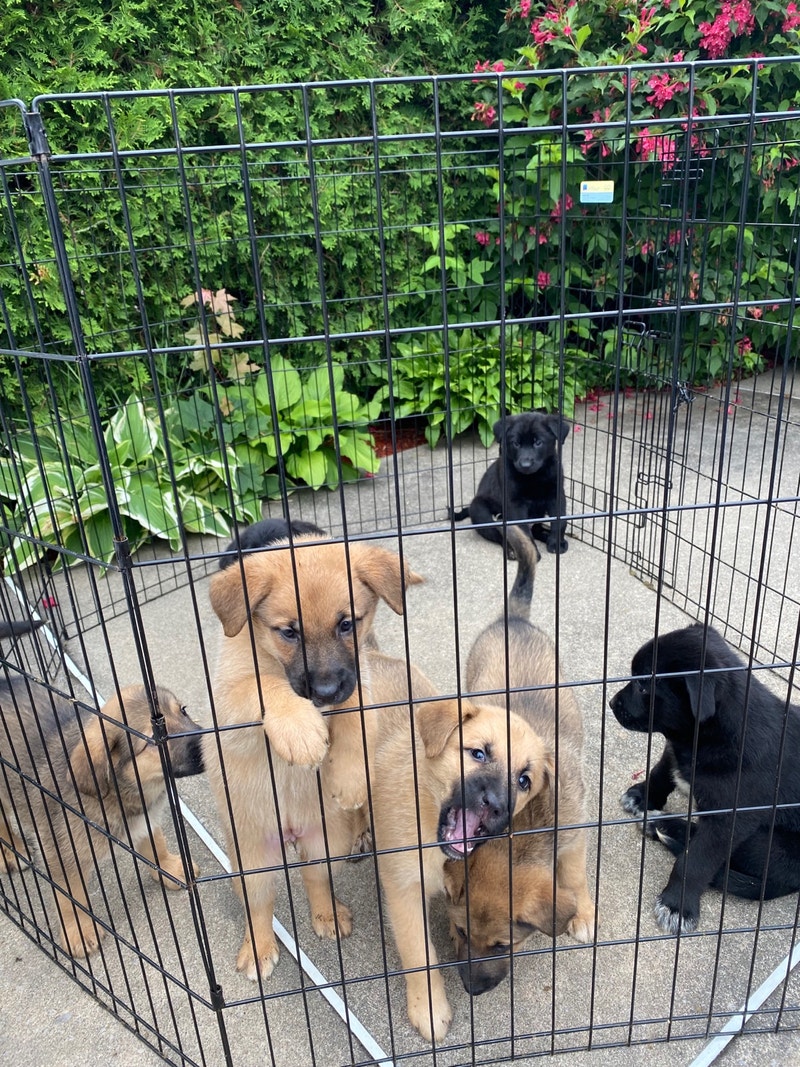 Labrador / Mini collie mix puppies! Chiens et chiots à adopter