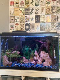 29G fish tank set up