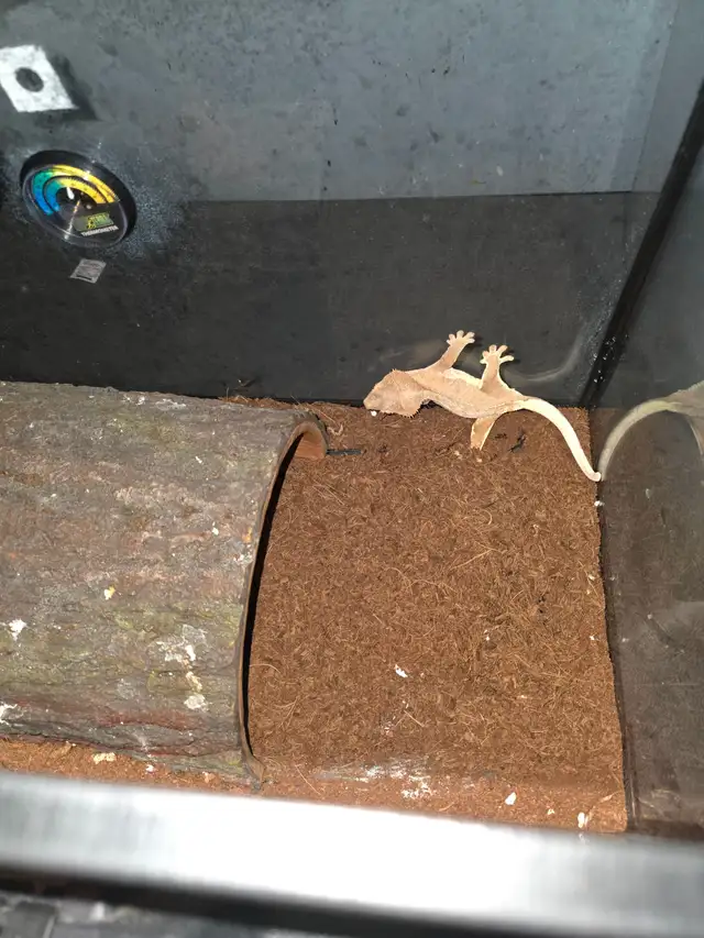 WANT GONE ASAP FEMALE  CRESTED GECKO in Reptiles & Amphibians for Rehoming in Windsor Region - Image 5