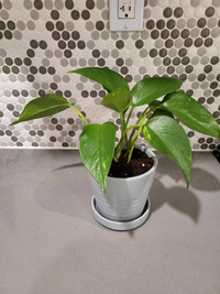 Small Pothos (Devil's Ivy) House Plant in Gray Clay Pot