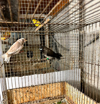Society Finch Birds For Sale