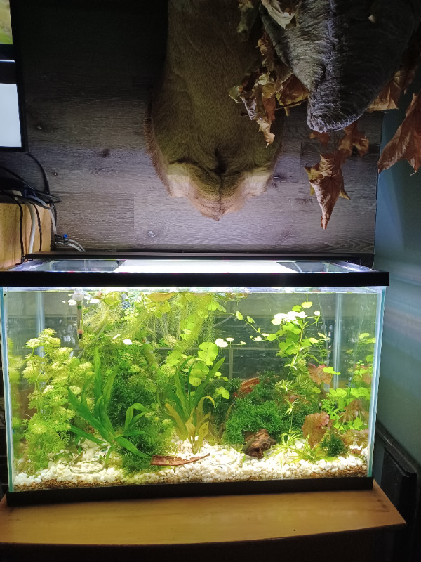 Live aquarium plants $5.00 each in Fish for Rehoming in Belleville - Image 4