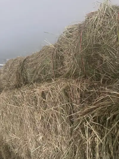 Square bales 100; 35-40 lbs, mostly grass <20 alfalfa , View more