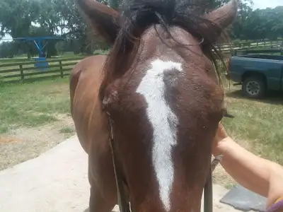 looking for mature horse farm worker Live in or out long term, View more