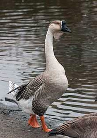 LOOKING FOR AN AFRICAN GOOSE
