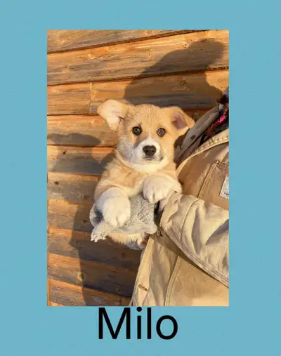 Purebred corgi puppy’s ready now! REDUCED, View more
