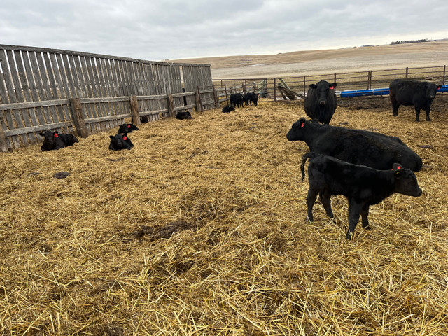 Purebred Black Angus Pairs  in Livestock in La Ronge