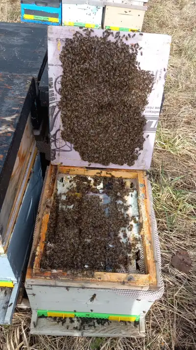 34 ads for bee hives for sale in All Categories in Canada | Kijiji