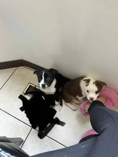 Adorable puppies ready for their forever homes! , View more