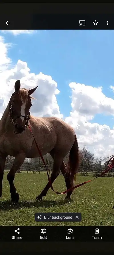 ISO School Horse , View more