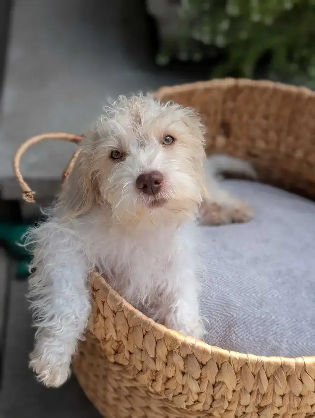 Miniature Schnauzer/Shitzu cross Mini Poodle in Dogs & Puppies for Rehoming in Hope / Kent - Image 4