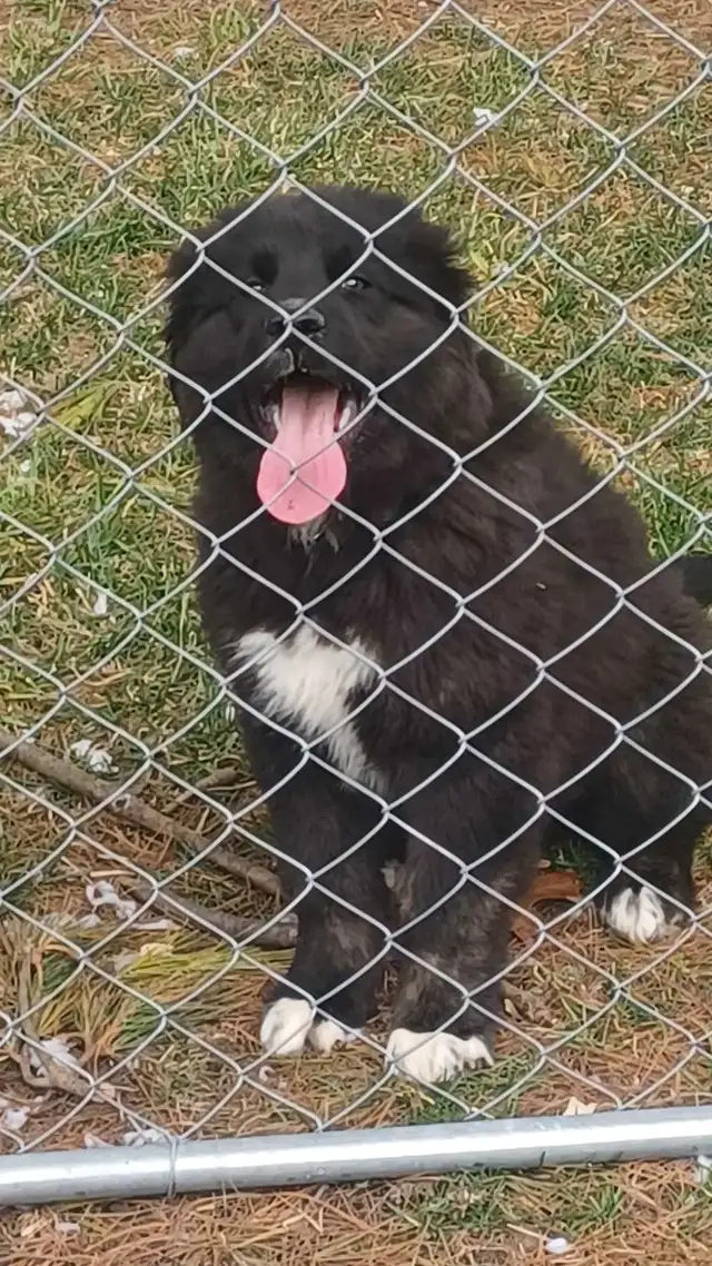 Large breed puppies NEW PRICE in Dogs & Puppies for Rehoming in Norfolk County - Image 2