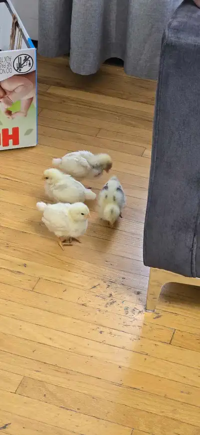 Beautiful Baby Chicks For Free, View more