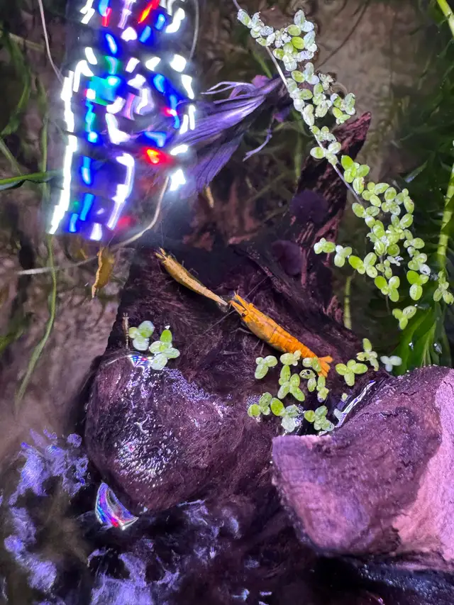 Yellow neocaridina x10 in Fish for Rehoming in City of Montréal - Image 8