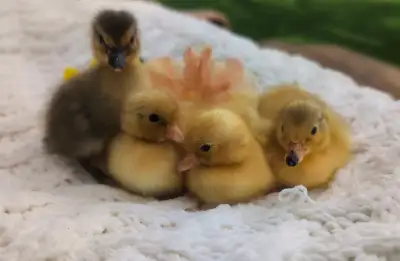 Call Ducklings , View more